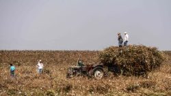 turkey-agriculture-feature-1507487765634