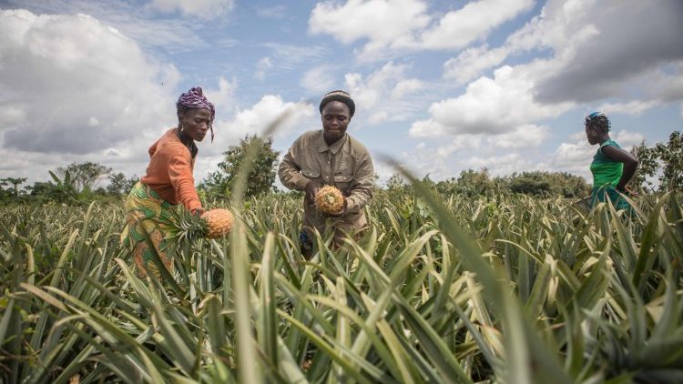 Photo d'illustration - Récolte d'ananas dans un champs au Bénin, le 29 septembre 2017 (AFP).