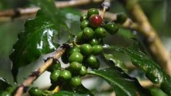 honduras-coffee-climate-change-1508432471318