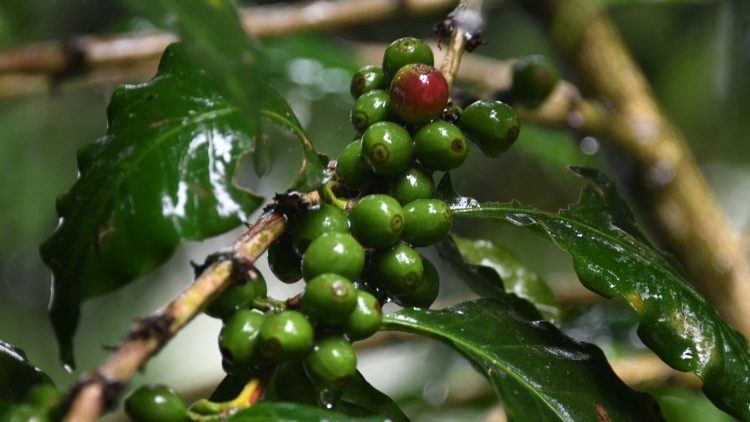 Kaffeepflanze in Honduras
