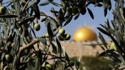 israel-palestinian-agriculture-olive-1508597440942
