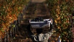 sonoma-county-winery-harvests-grapes-late-in-seaso-1508973999433