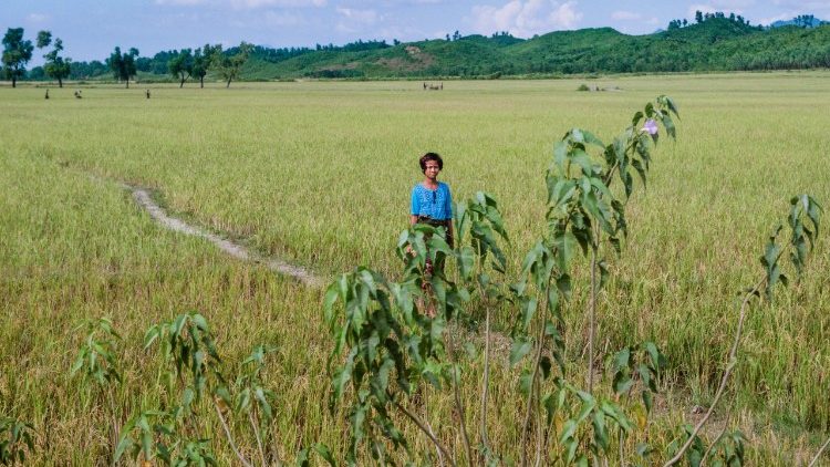 Mianmar tem cerca de 43% de sua extensão coberta por florestas e o ocupa o terceiro lugar no ranking das nações que mais desmatam