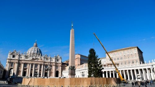 Vatikan: Der Christbaum ist da