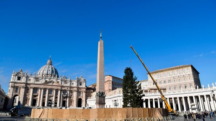 Alle Jahre wieder: der Weihnachtsbaum auf dem Petersplatz, dieses Jahr aus Polen