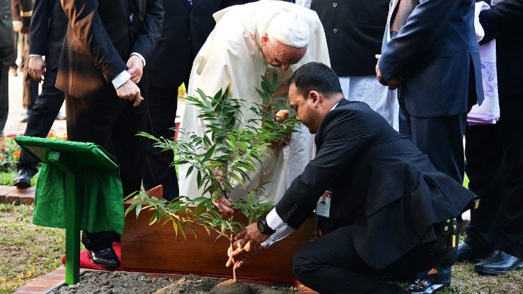  Папа Франциск садить дерево під час свого візиту до Бангладеш 30 листопада 2017 року