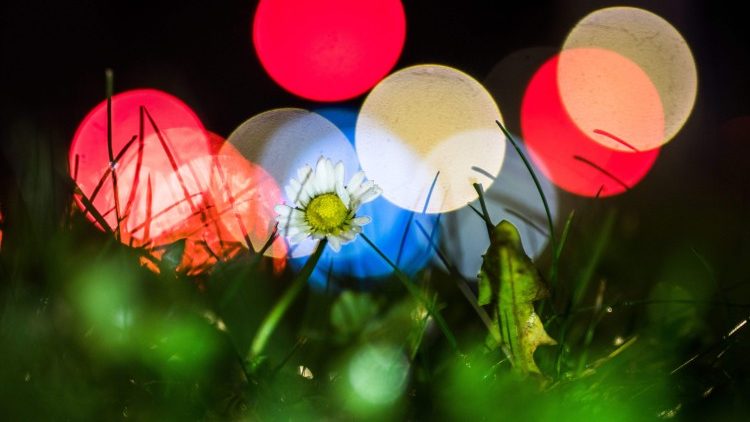 Blume mit Lichteffekten
