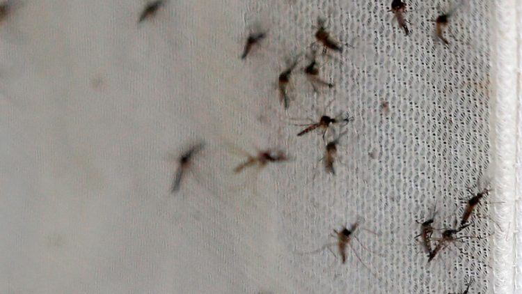 In Brasilien wurden wegen des durch Mücken übertragenen Zika-Virus viele Kinder mit Behinderung geboren