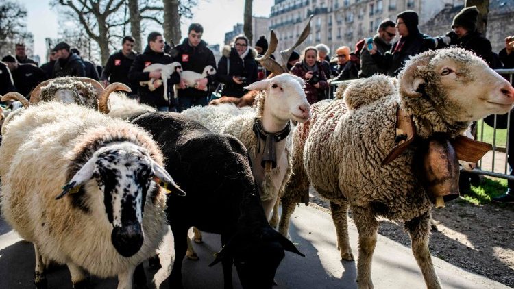 Une démonstration de transhumance dans les rues de Paris, à la veille de l'ouverture du Salon de l'agriculture.