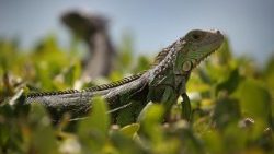 south-florida-battles-invasive-iguana-populat-1520973182025.jpg