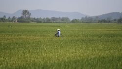 vietnam-economy-agriculture-1526638681016.jpg