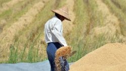 myanmar-agriculture-rice-1527406165640.jpg