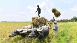 india-economy-agriculture-1528021061911.jpg