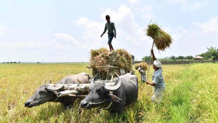 Indija. Lauksaimnieki