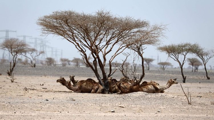 सारजा रेगिस्तान में पेड़ के नीचे आराम करते ऊंट