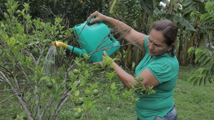 mujer cuidar árbol limón 