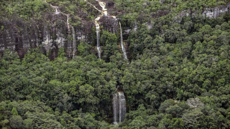 Forêt amazonienne en Colombie