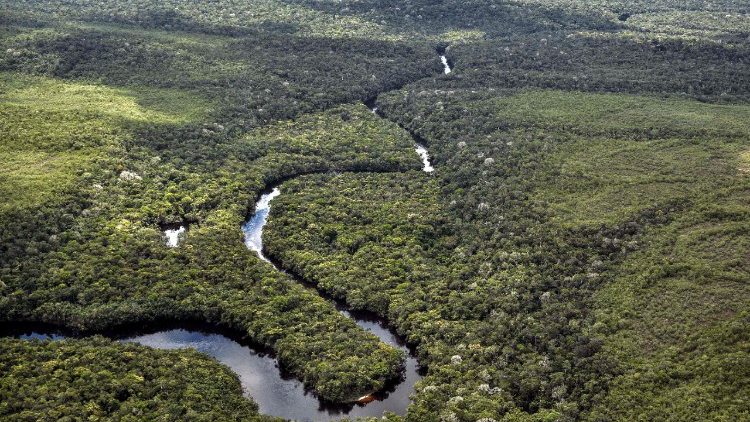 Les terres fertiles de l'Amazonie colombienne.