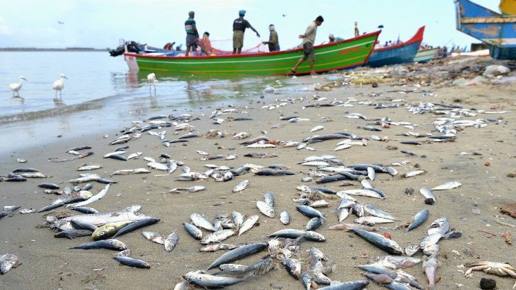 Verendete Fische vor der Küste Keralas