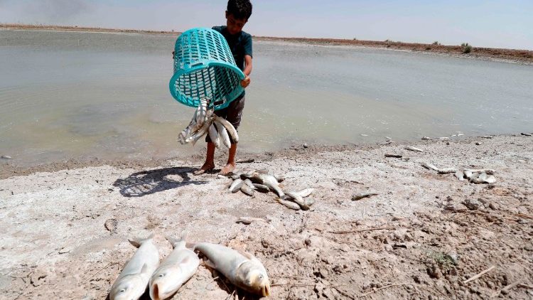 Un enfant ramasse des poissons morts près de Bassorah en Irak. 