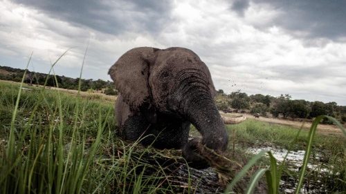 Giornata mondiale degli elefanti, paladini contro il cambiamento climatico