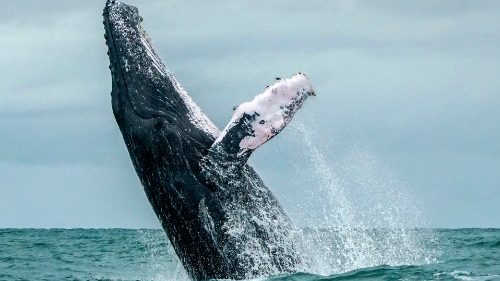 We have no time to contrast biodiversity loss