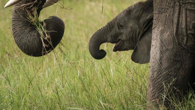 Des éléphants en janvier 2018 dans une réserve du Kenya.