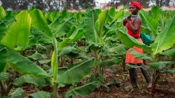 angola-economy-agriculture-1543108024488.jpg