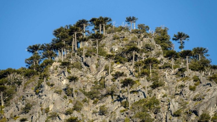 Une zone boisée du parc national de Conguillio, au Chili.