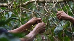 honduras-coffee-producers-1550847617159.jpg