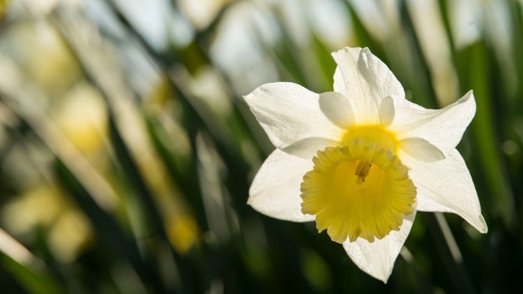 Daffodils bloomed as the spring sets in Europe