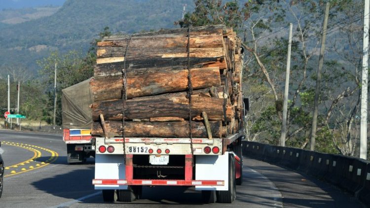 Destrucción de bosques en Centro América