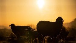 germany-animals-sheep-weather-1553076837578.jpg