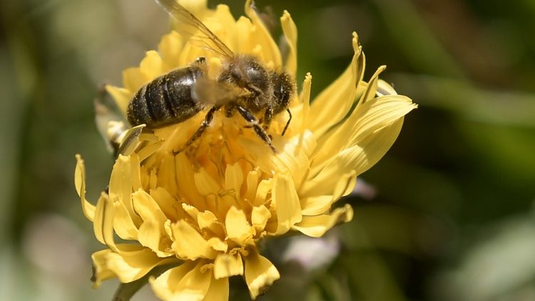 Biene auf Pollensammlung