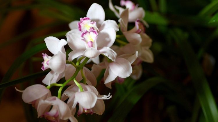 Orchids of Asia - from Budapest Horticultural exhibition - March 2019
