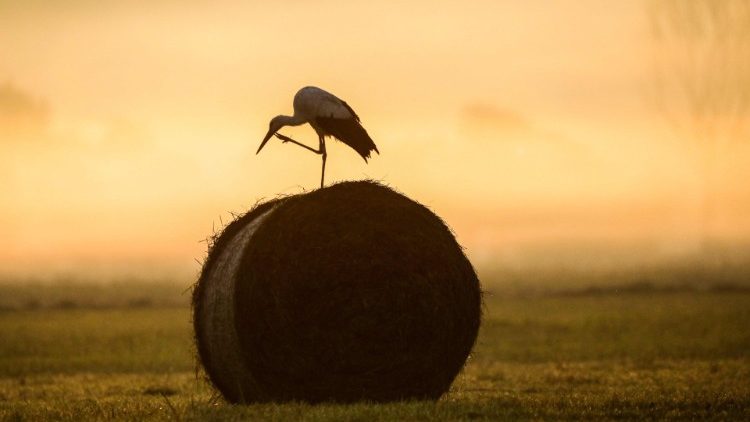 The stork perched on the hay bale (W. Germany)