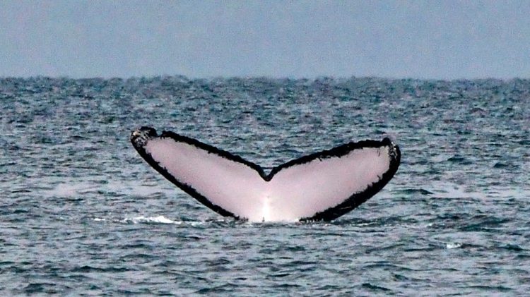 Опашката на кит във водите на Тихия океан на остров Контадора в Панама