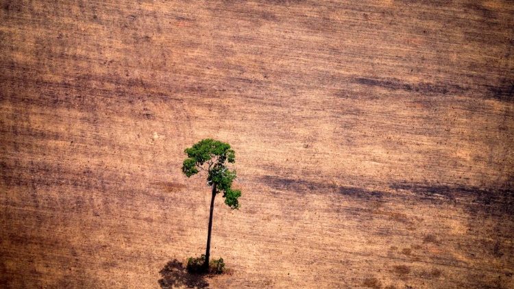 Ein einzelner Baum in einem abgeholzten Gebiet in der Amazonasregion