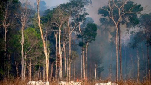Brasiliens Waldbrände: Bewusstsein für Stellenwert des Amazonas wächst