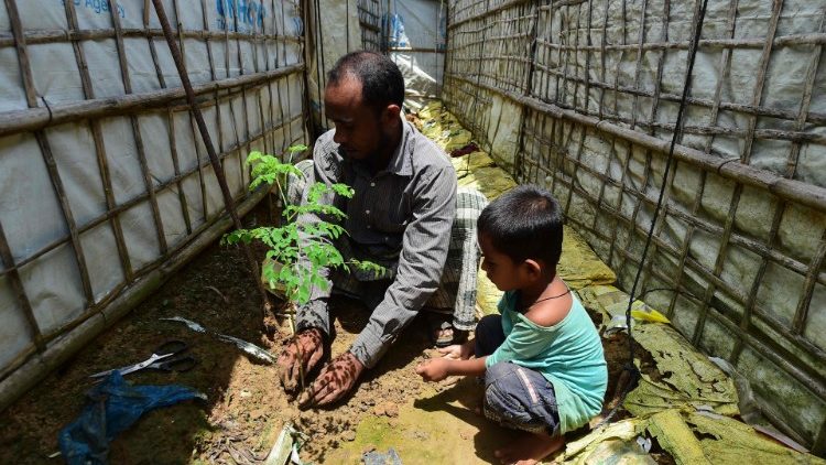 Refugiado rohingya planta árboles en el campo de refugiados Kutupalong
