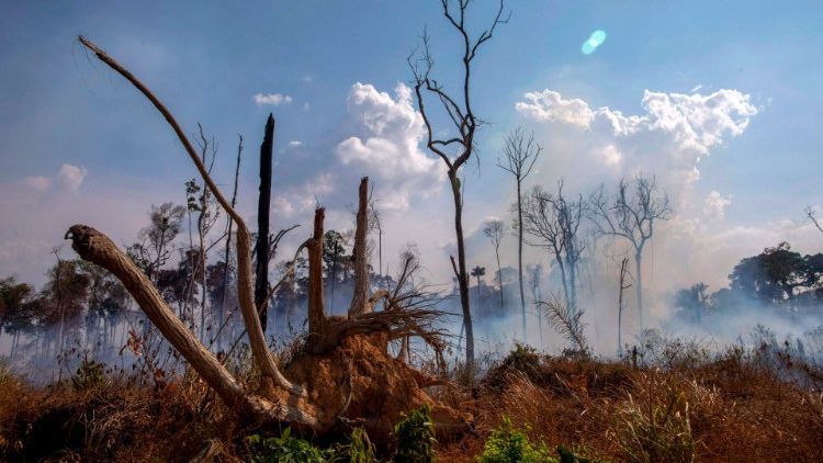 Abgebranntes Stück Regenwald in Brasilien