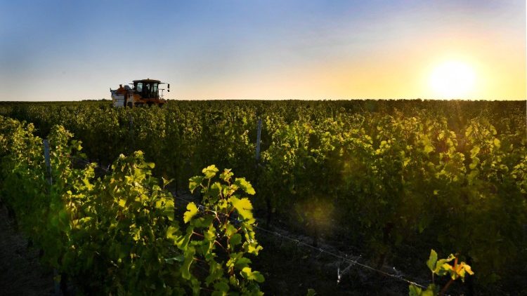 Vindruvor skördas i Frankrike 