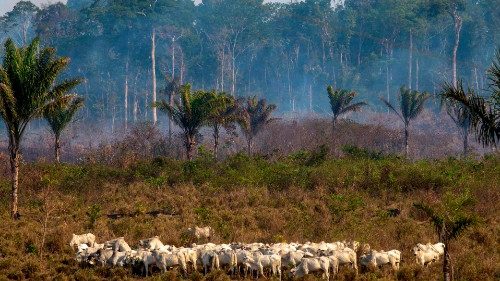 Brasilien will wohl weiter Gelder aus Deutschland für Regenwald 
