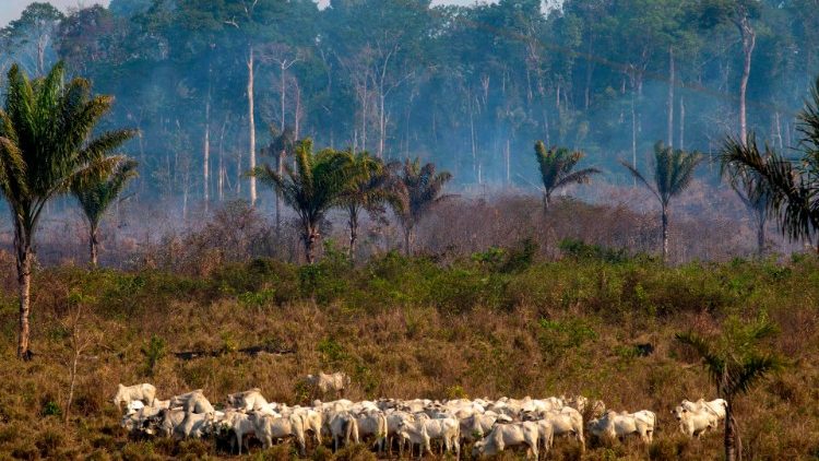 Regenwald: Eine Schafherde weidet in verbranntem Gebiet