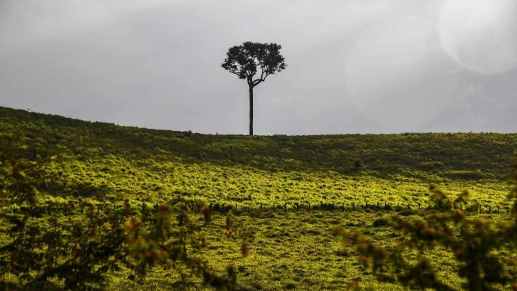 Carretera BR163 en el, Estado de Pará, en Brasil, causa de destrucción y deforestación