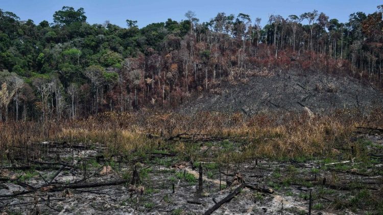 Dans l'Amazonie brésilienne, dans l'Etat de Para, un pan brûlé de la forêt, en octobre 2019. 
