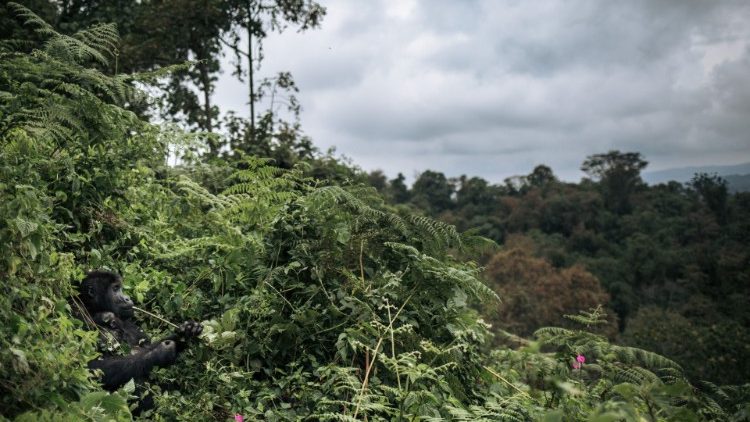 Pigmeus costumam viver nas florestas do Congo