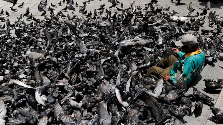 Ein Mann füttert Tauben, wo kurz zuvor noch Menschen demonstriert hatten - ein Stück Normalität ist in Teilen Boliviens eingekehrt, die Unruhen beruhigen sich langsam