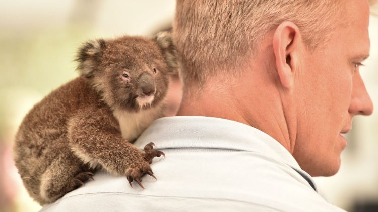 An orphaned baby Koala seeks solace on a vet's shoulder at a makeshift field hospital at the Kangaroo Island Wildlife Park