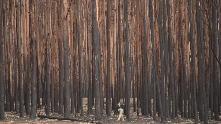 Una foresta devastata dagli incendi